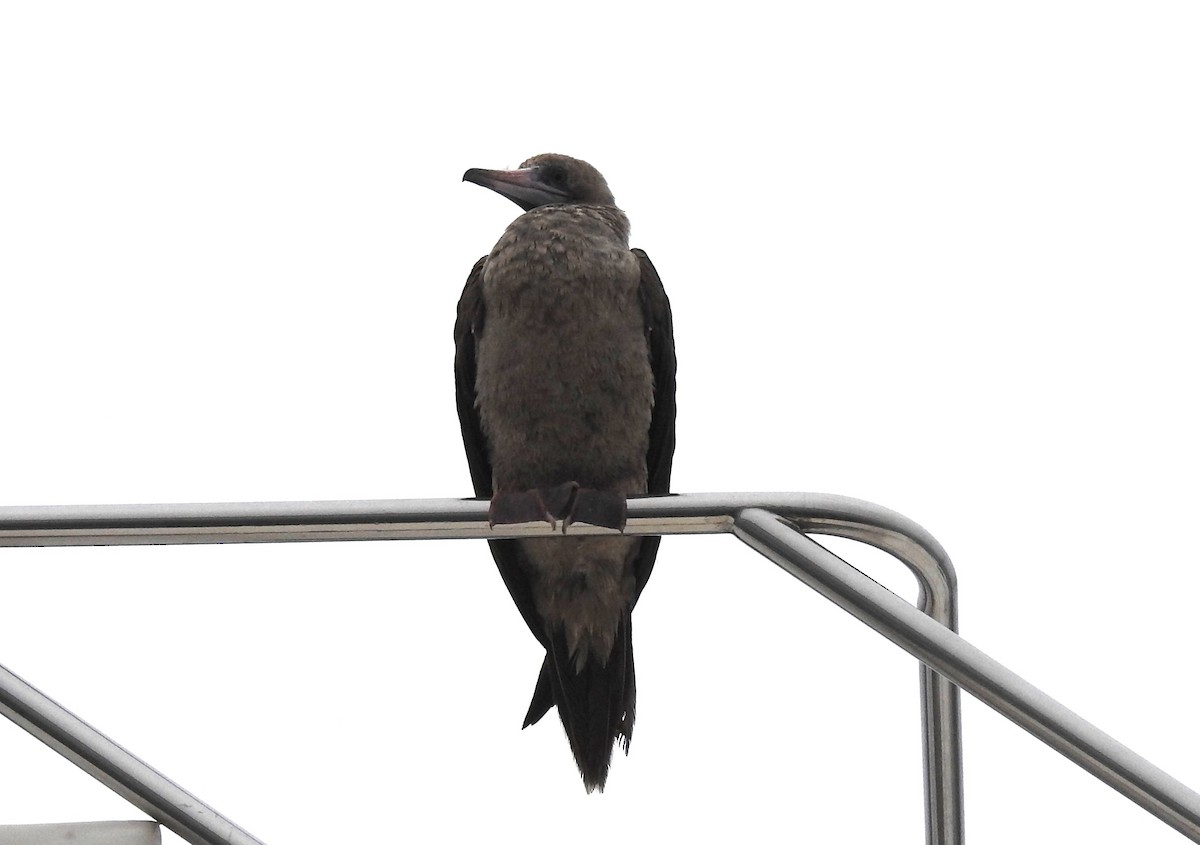 Red-footed Booby - ML492332881