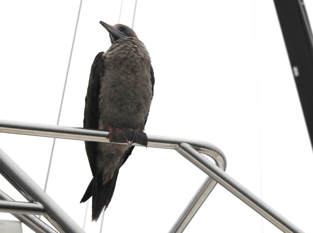 Fou à pieds rouges - ML492332891