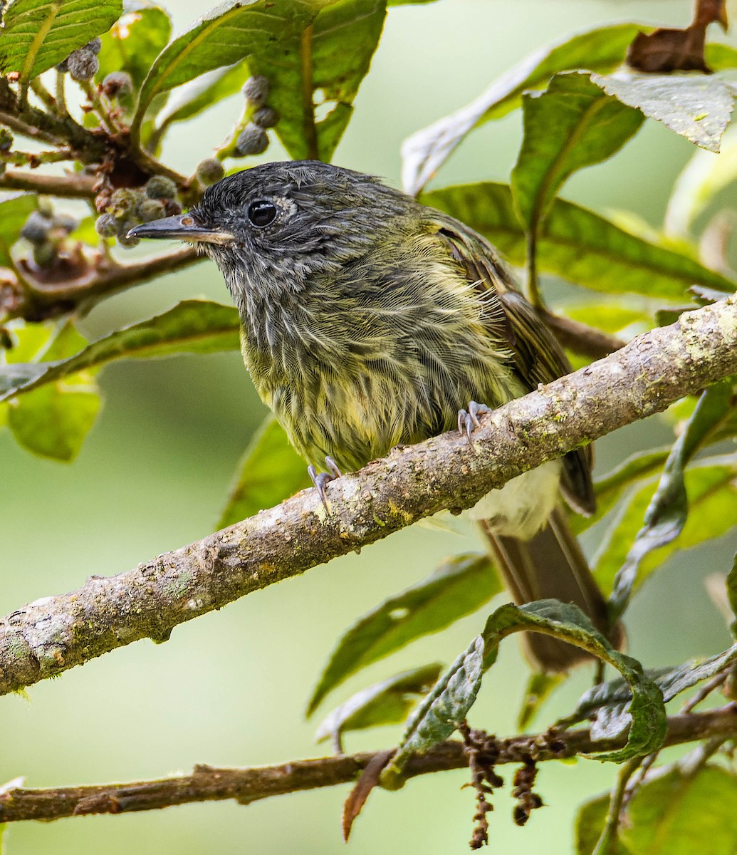 Streak-necked Flycatcher - ML492333171