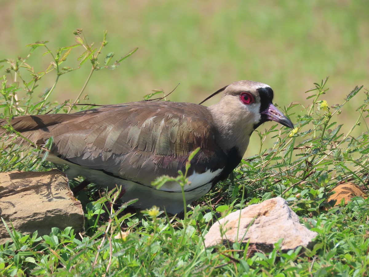 Southern Lapwing - ML492333551