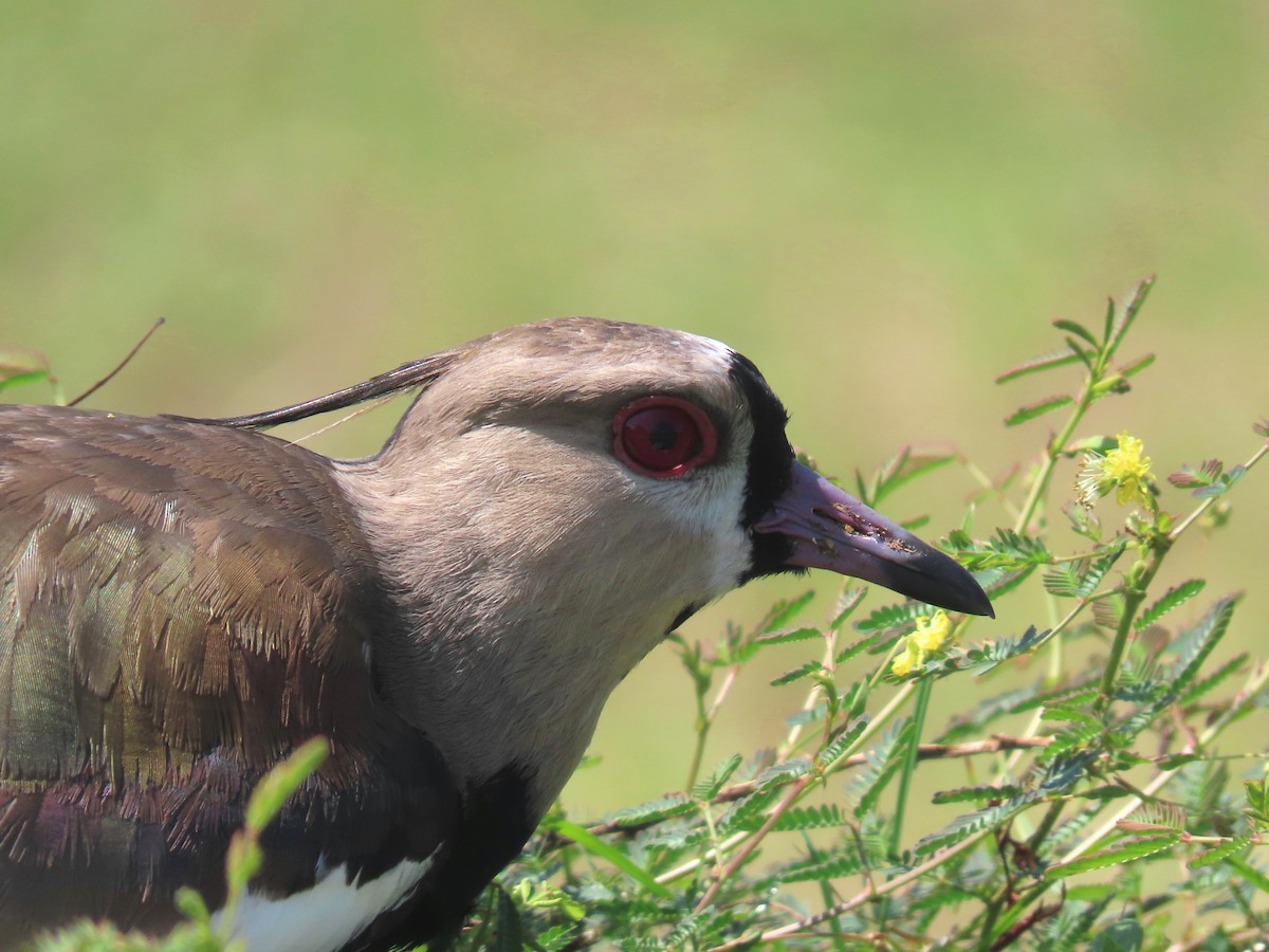 Southern Lapwing - Thore Noernberg