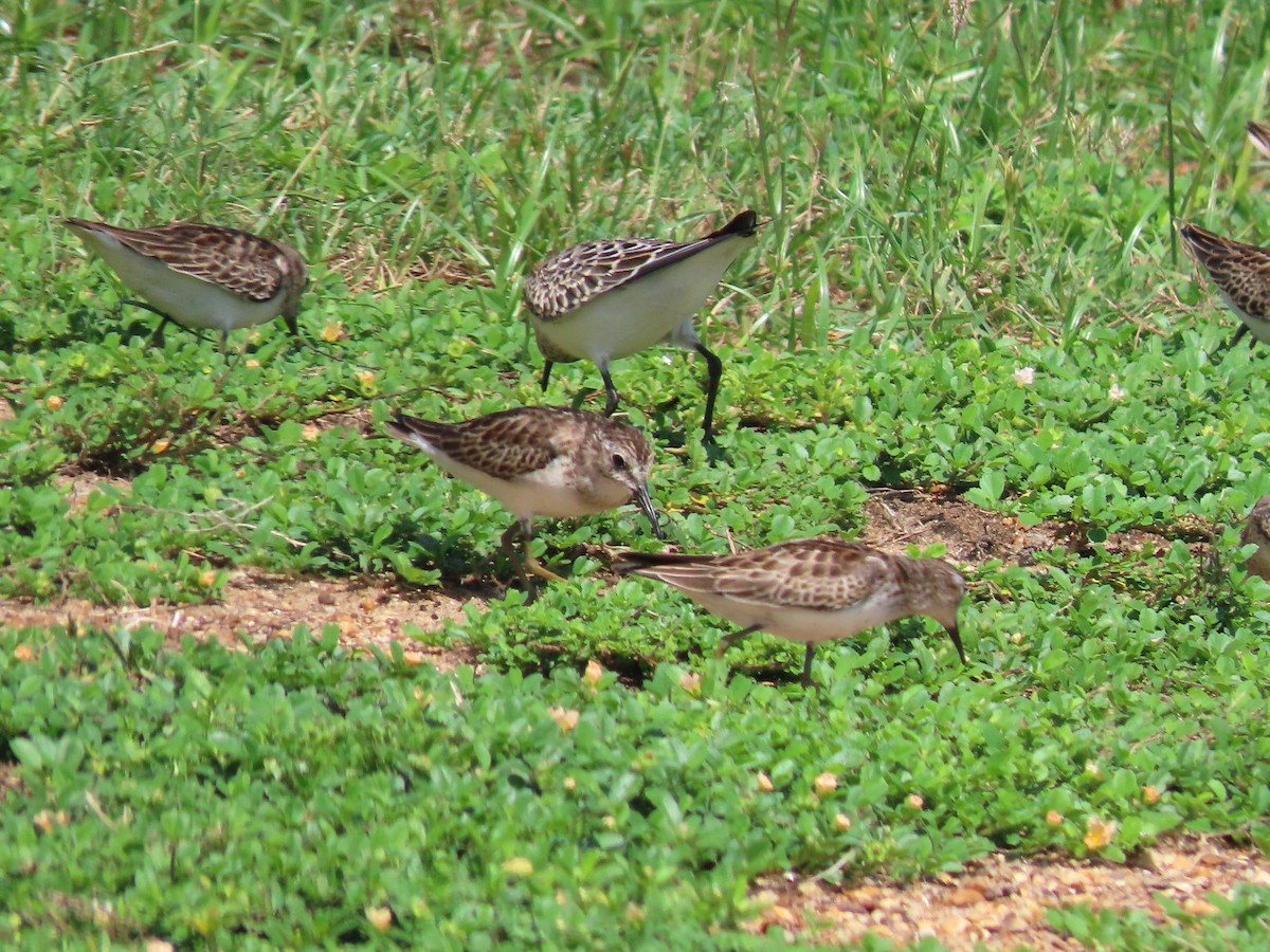 Least Sandpiper - ML492333651