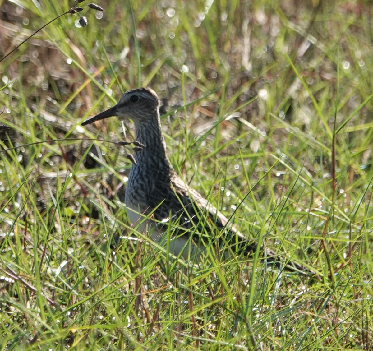 Bécasseau à poitrine cendrée - ML492333731