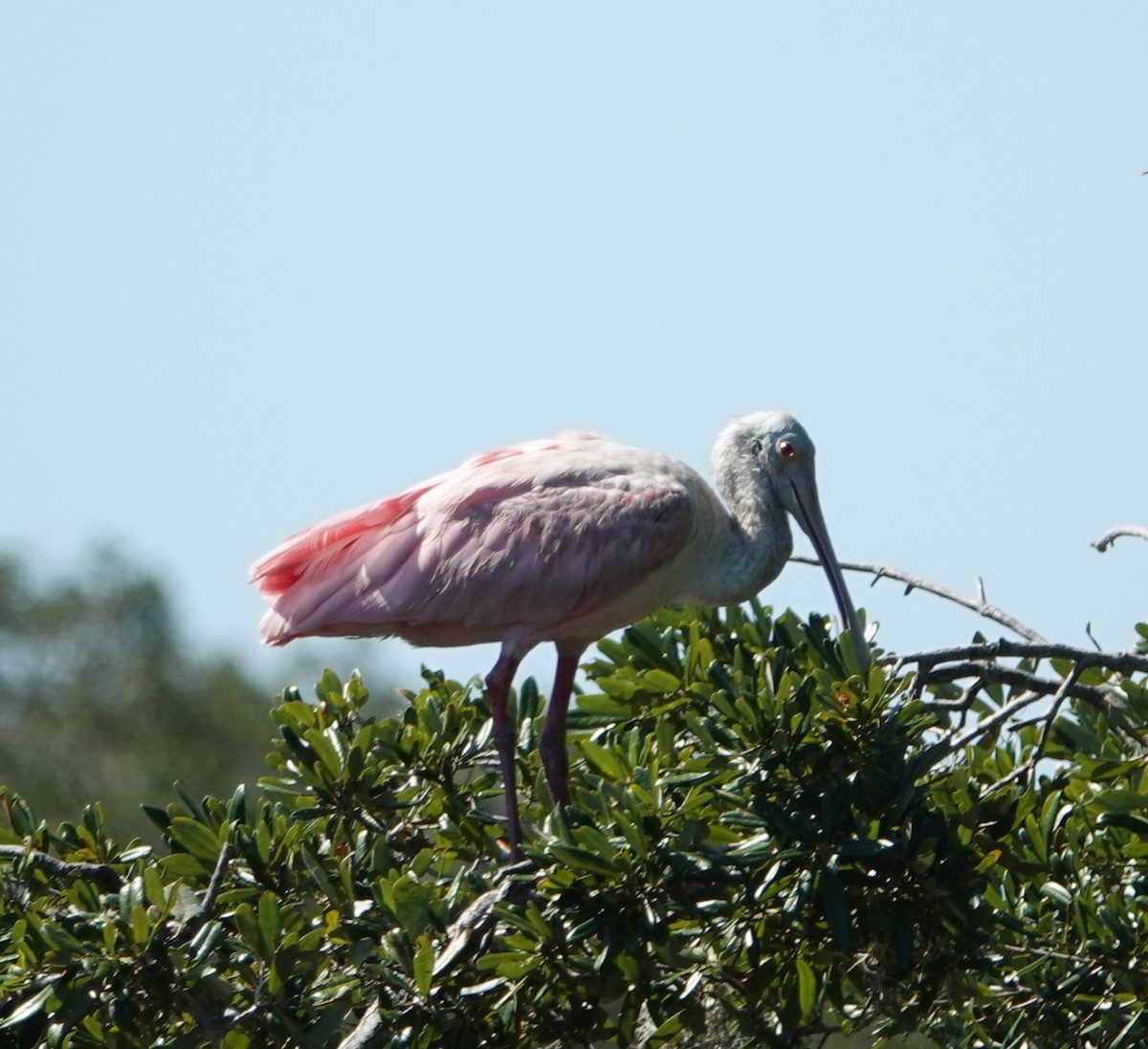 Roseate Spoonbill - ML492333971