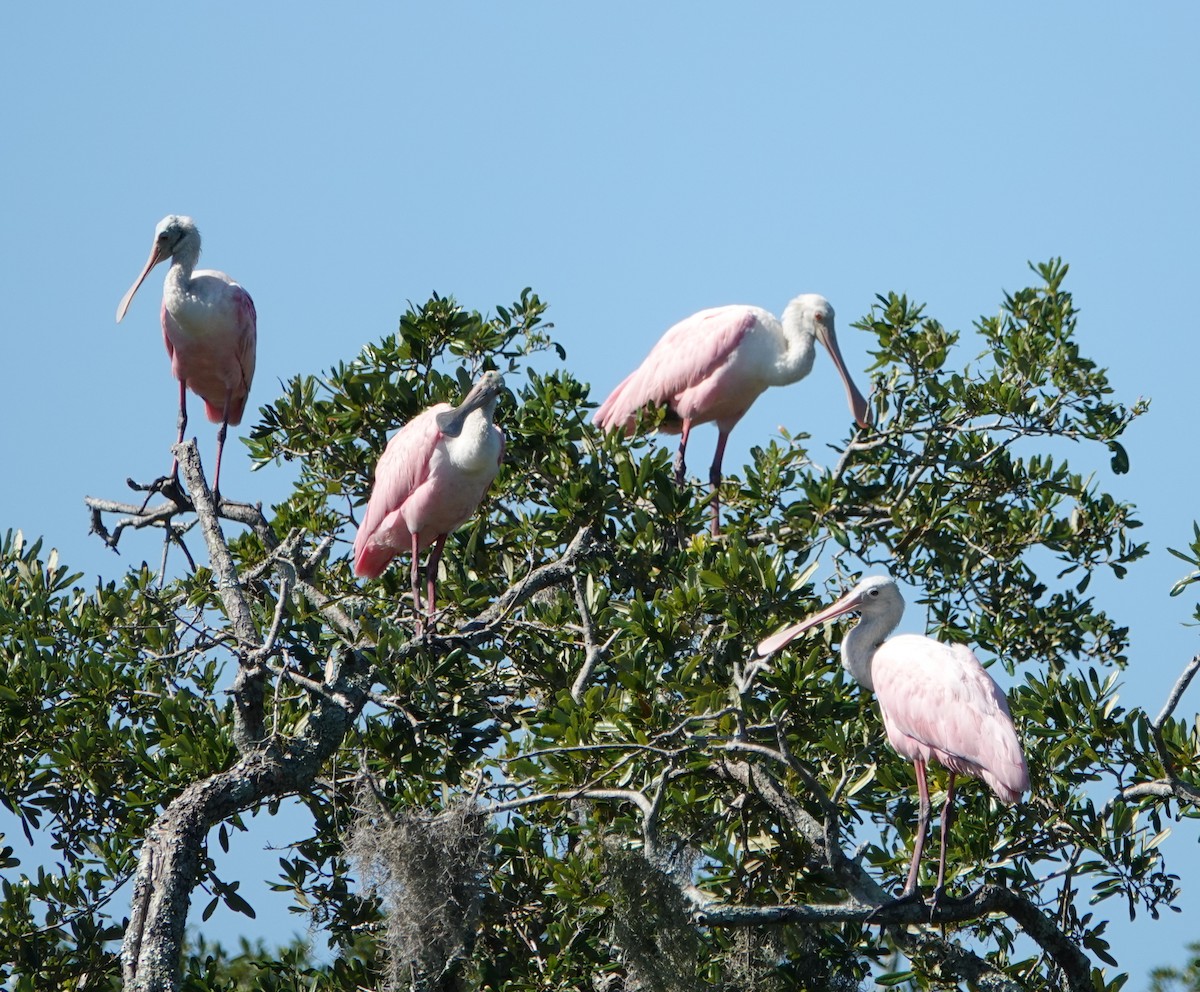 Roseate Spoonbill - ML492333981