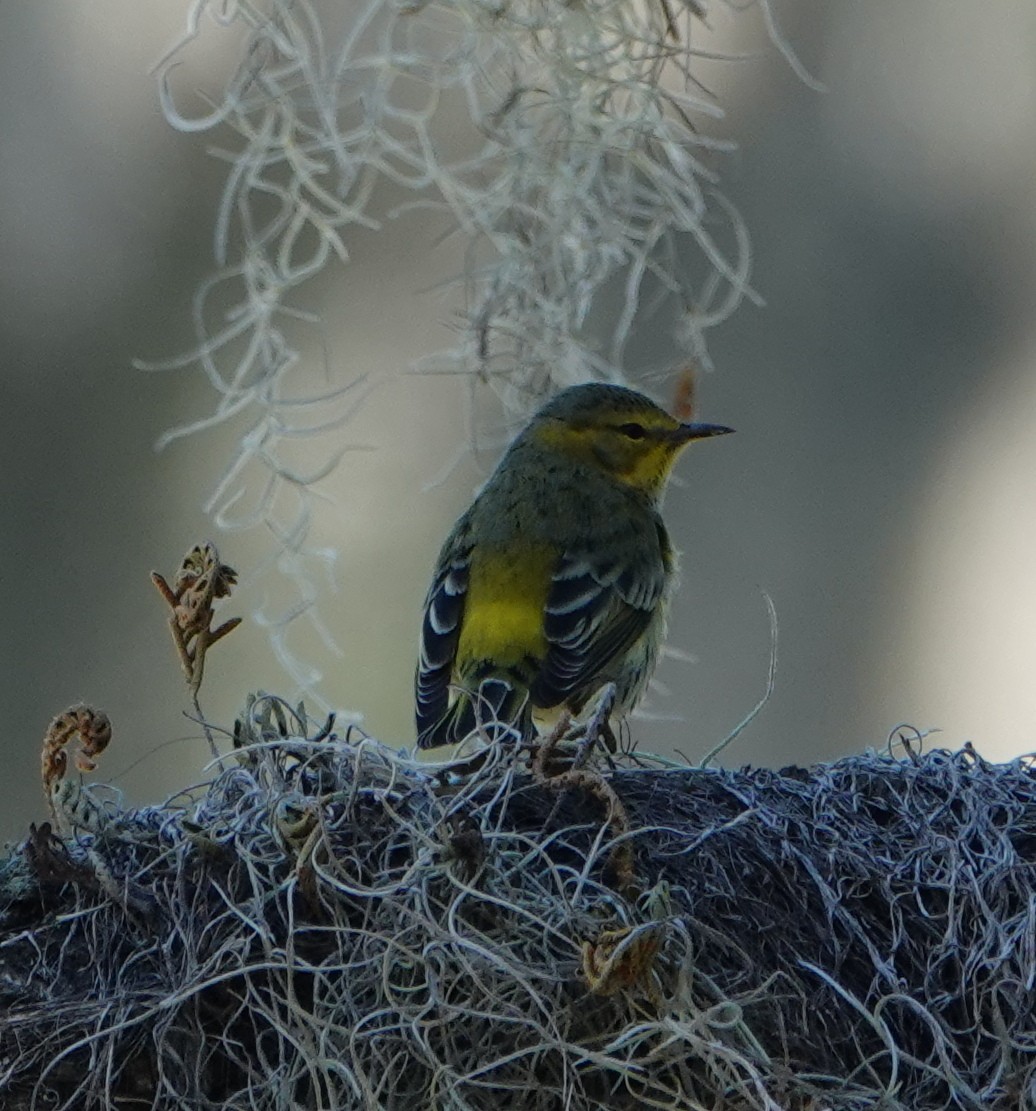 Cape May Warbler - ML492334181