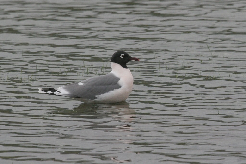 Franklin's Gull - ML49233431