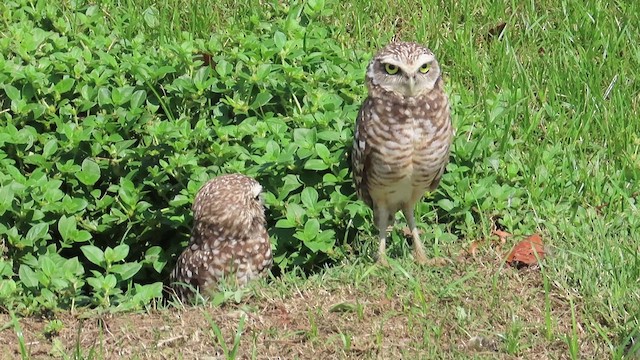 Burrowing Owl - ML492334451