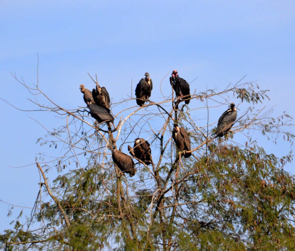 Red-headed Vulture - ML492334891