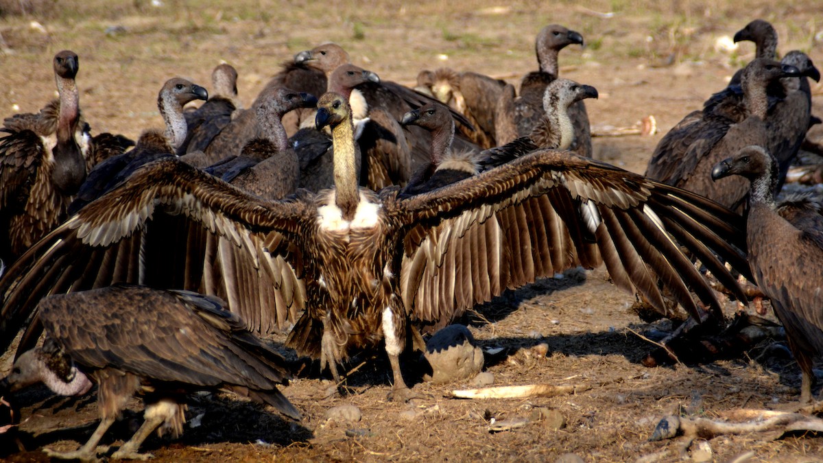 White-rumped Vulture - ML492335251