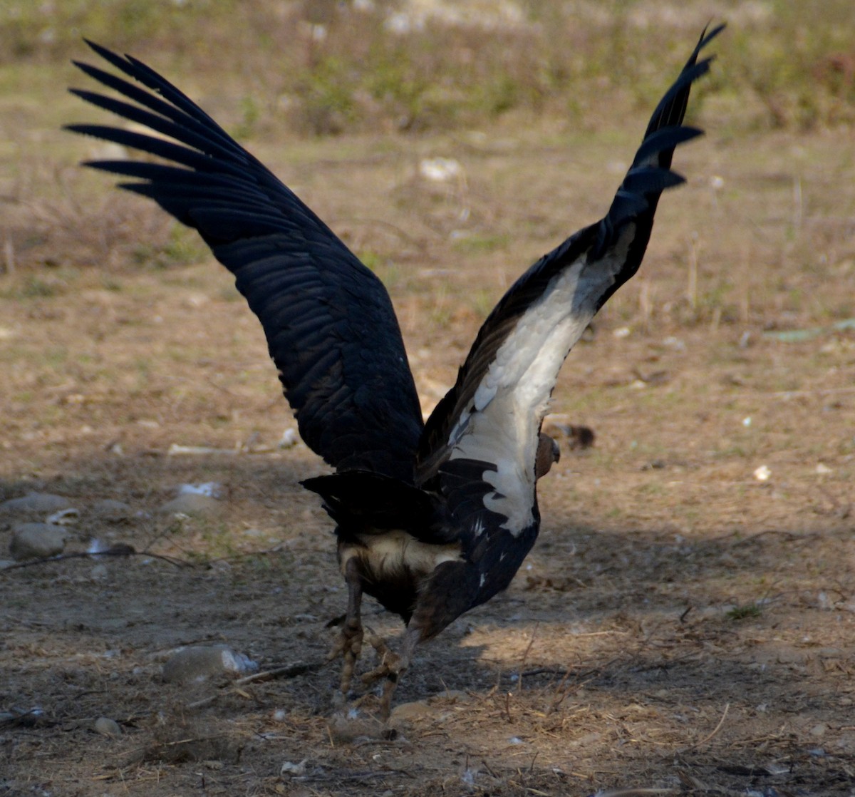 White-rumped Vulture - ML492335271