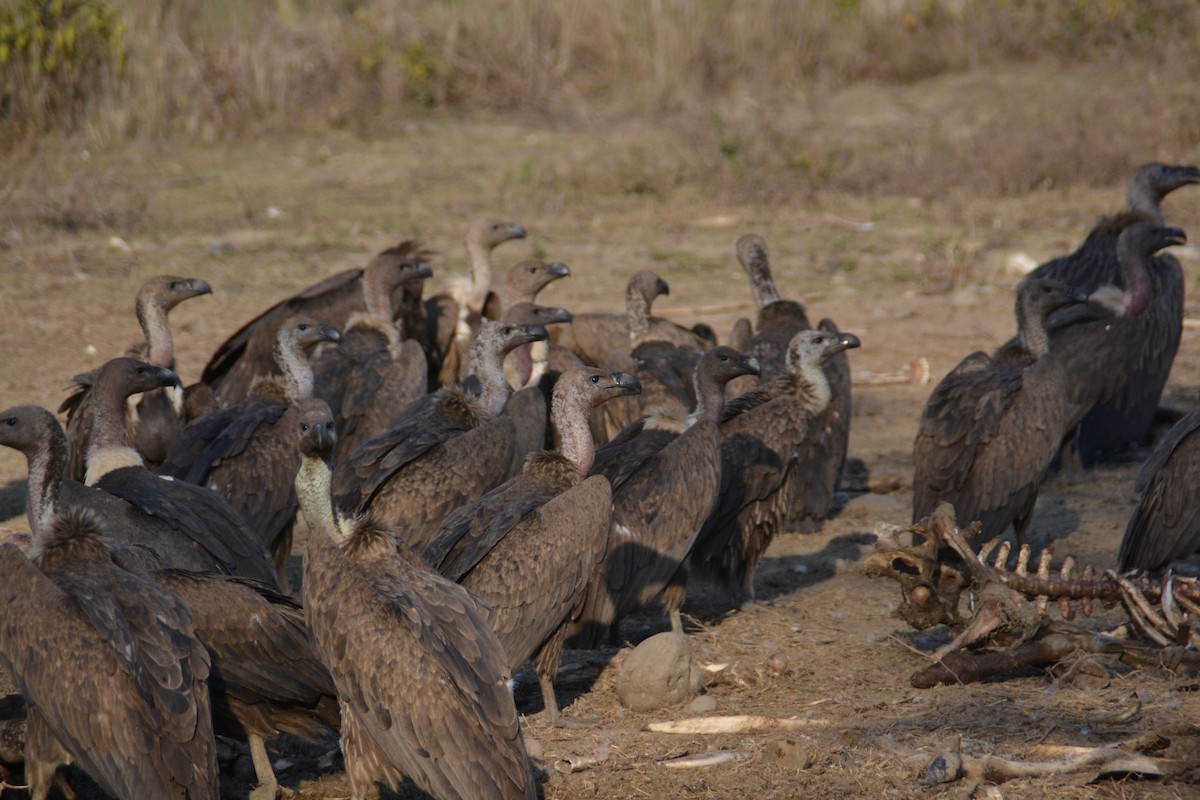 White-rumped Vulture - ML492335591