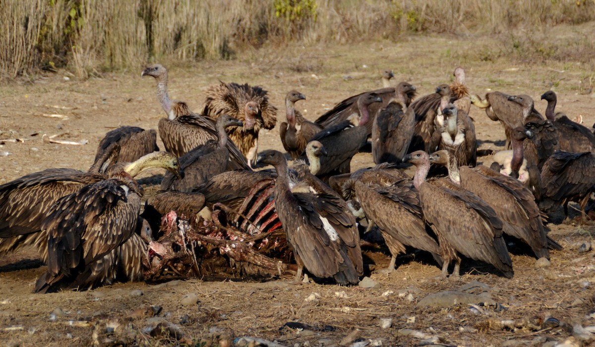 White-rumped Vulture - ML492335751
