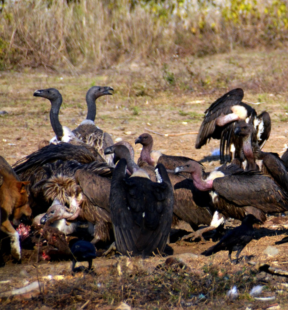 Slender-billed Vulture - ML492335841
