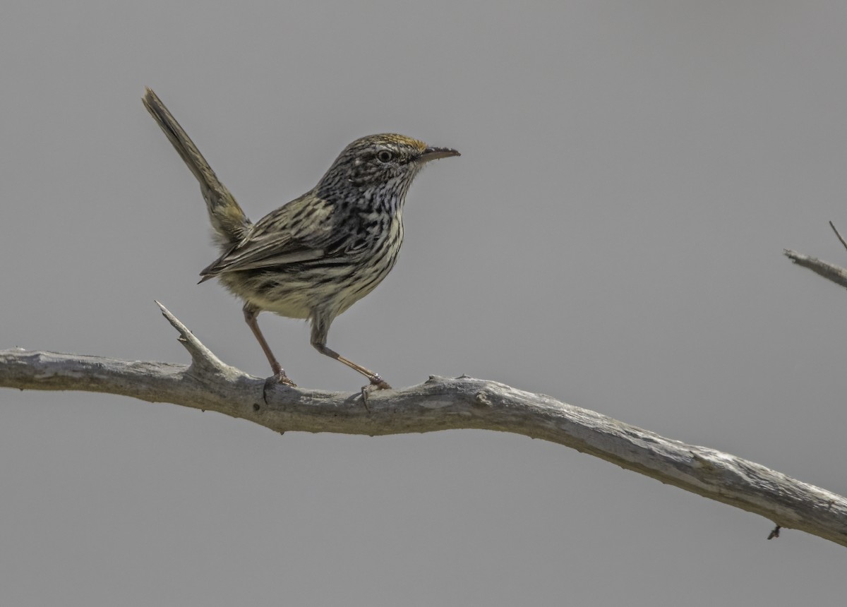 Western Fieldwren - Harry Davis