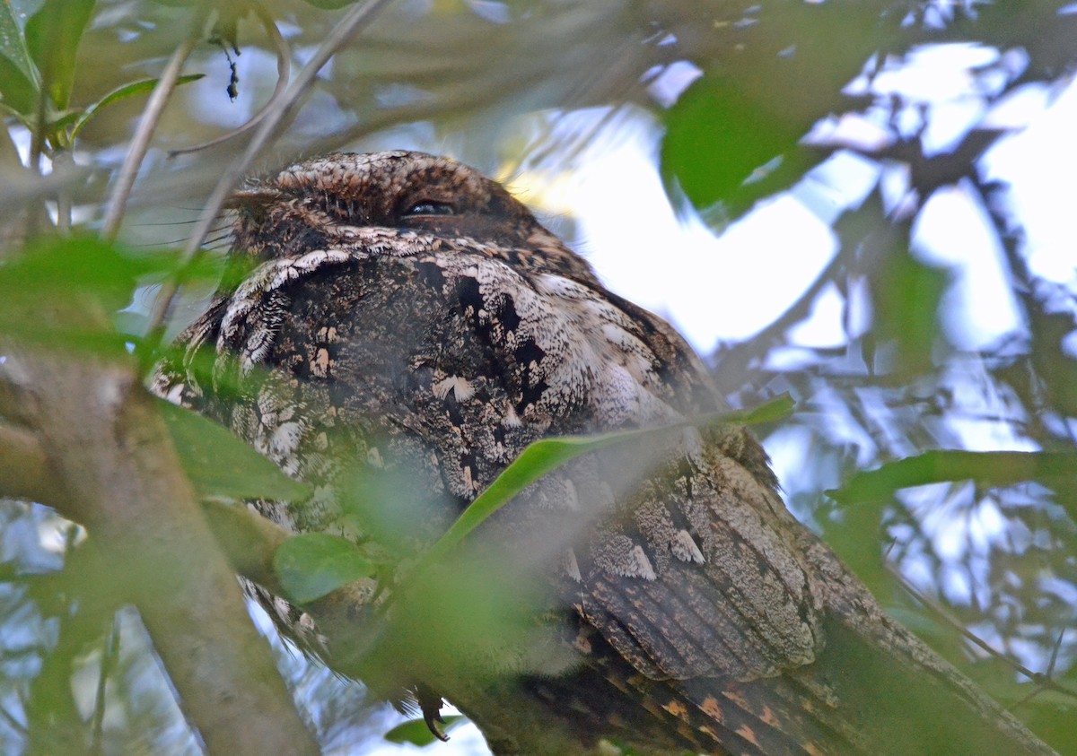 Cuban Nightjar - ML49233721