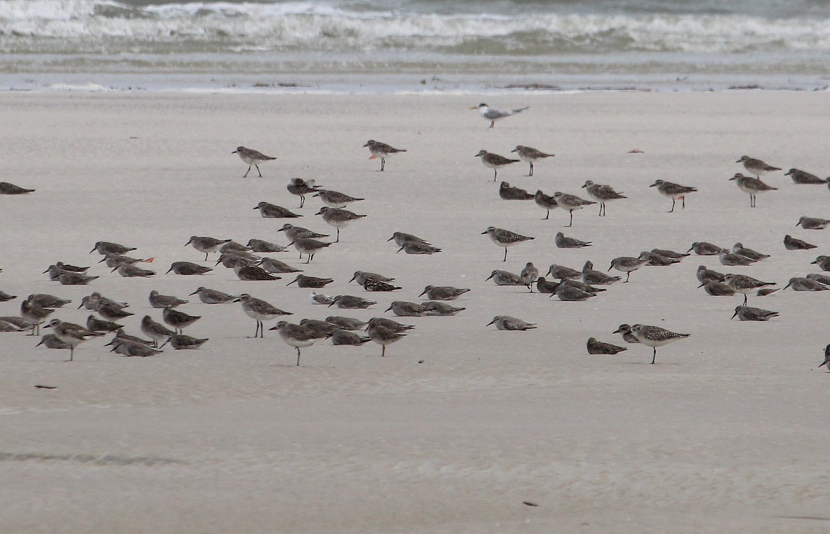 Black-bellied Plover - ML49233931