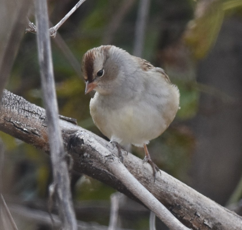 Bruant à couronne blanche - ML492340121