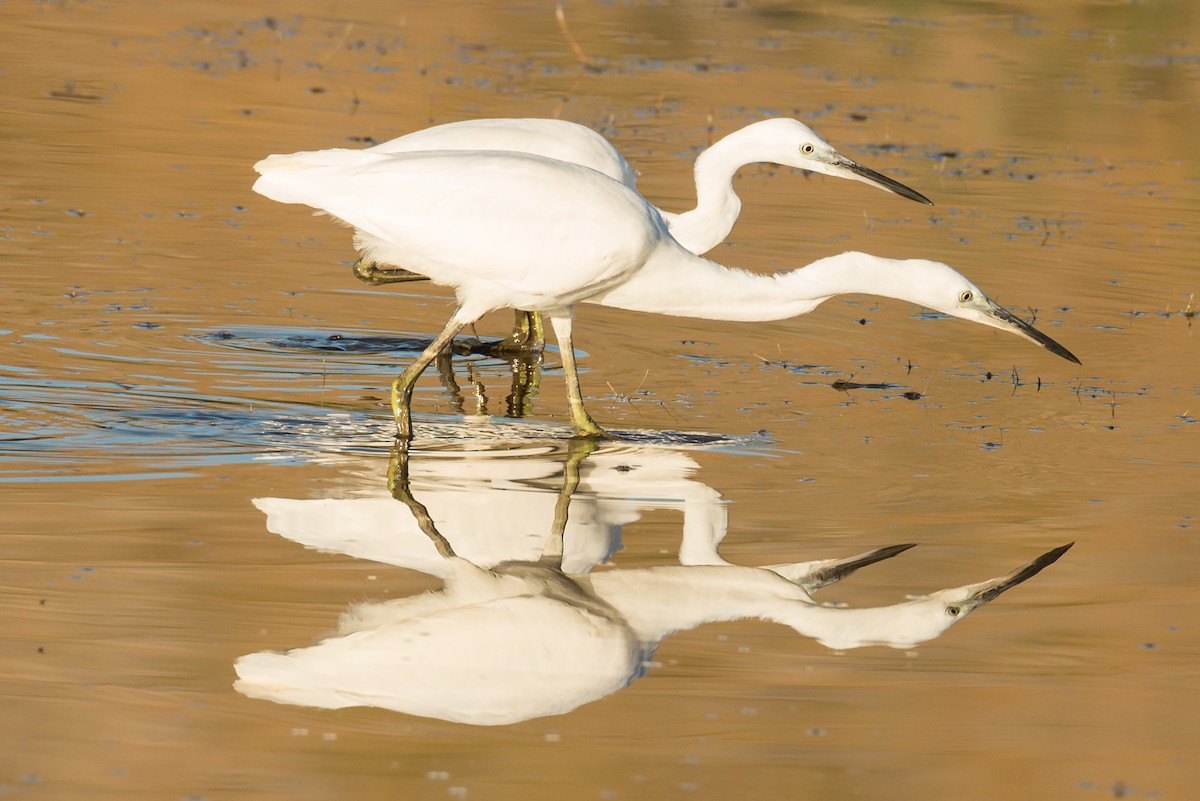 Little Egret - Toni Pons