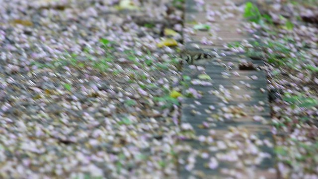 נחליאלי היערות - ML492342521