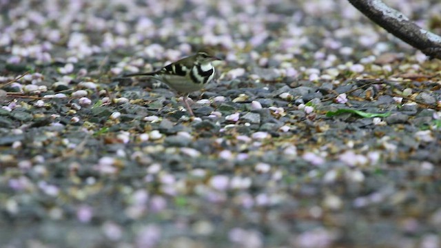 Forest Wagtail - ML492342531