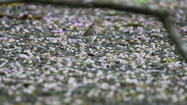 Forest Wagtail - ML492342571