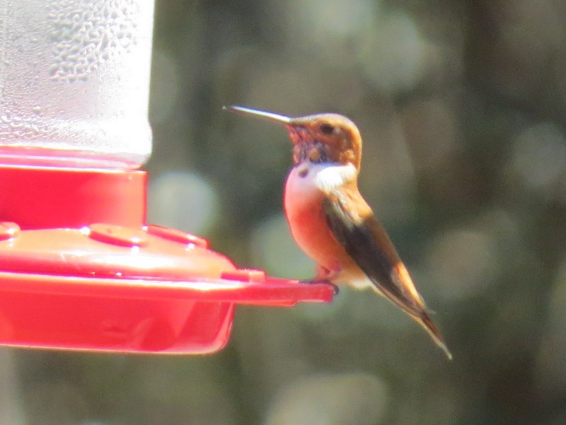 Rufous Hummingbird - ML49234271
