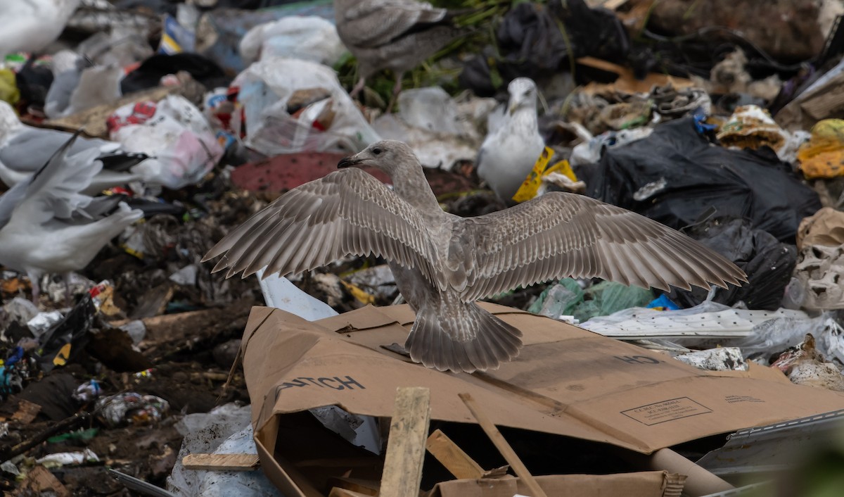 American Herring x Glaucous-winged Gull (hybrid) - ML492342781