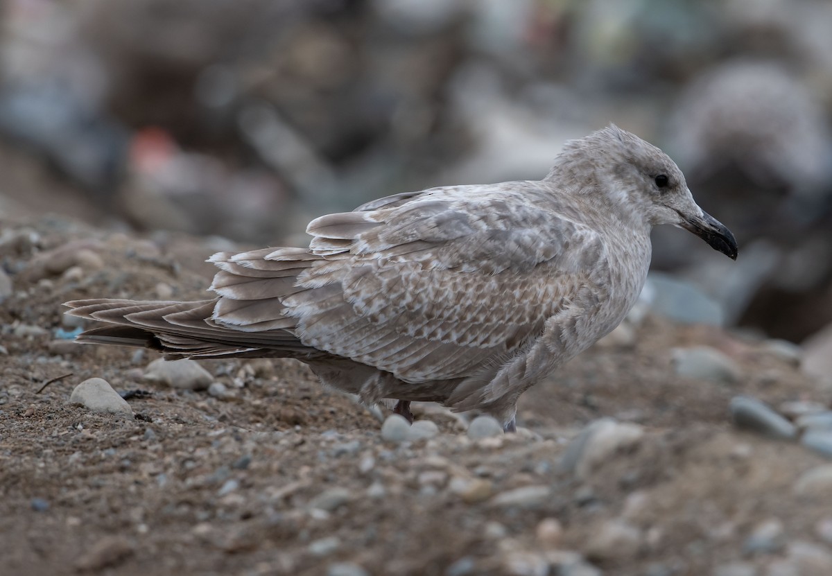 American Herring x Glaucous-winged Gull (hybrid) - ML492342871