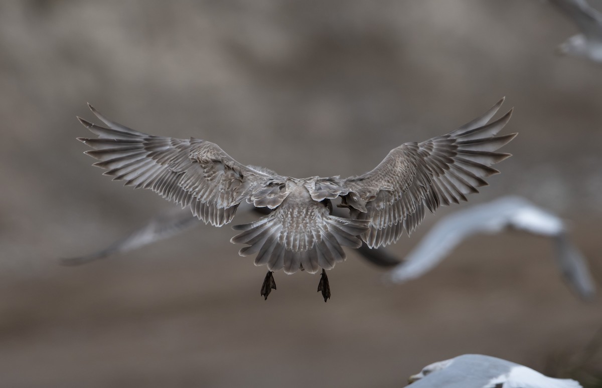 American Herring x Glaucous-winged Gull (hybrid) - ML492343041