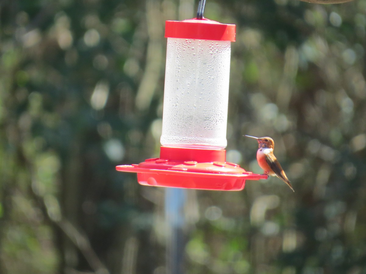Rufous Hummingbird - ML49234321