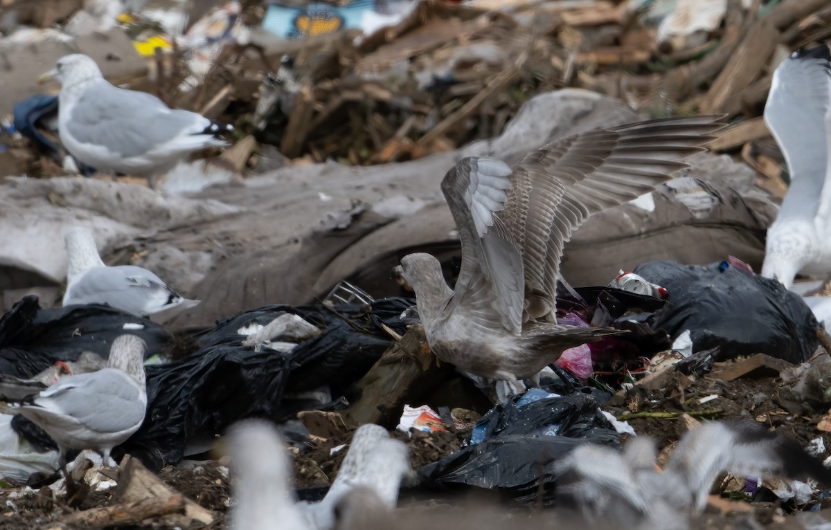 American Herring x Glaucous-winged Gull (hybrid) - ML492343311