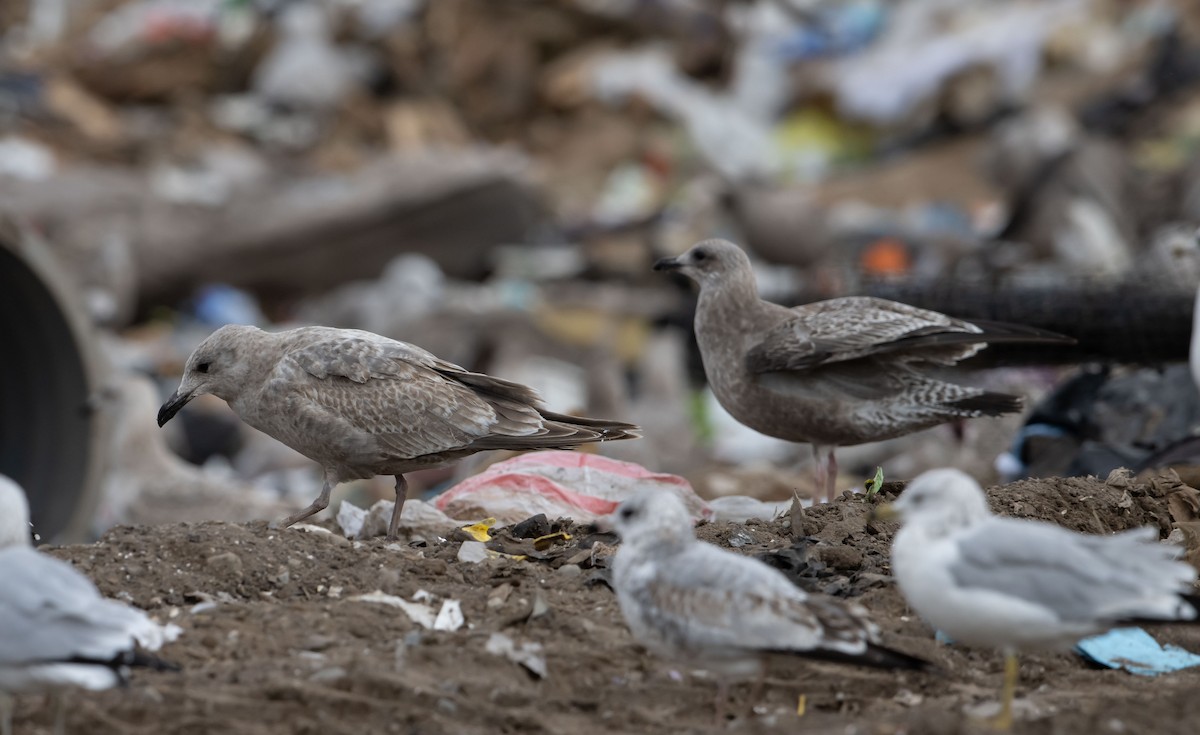 American Herring x Glaucous-winged Gull (hybrid) - ML492343441