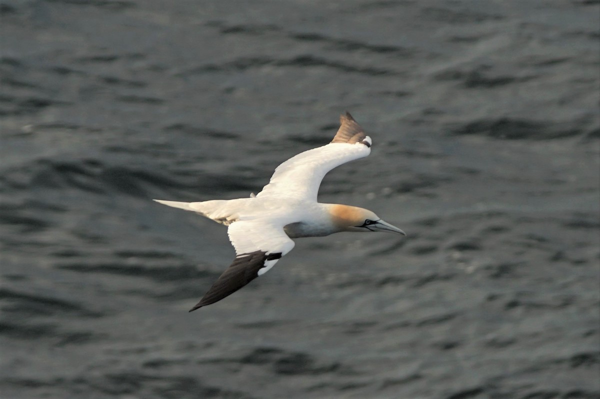 Northern Gannet - ML492343811