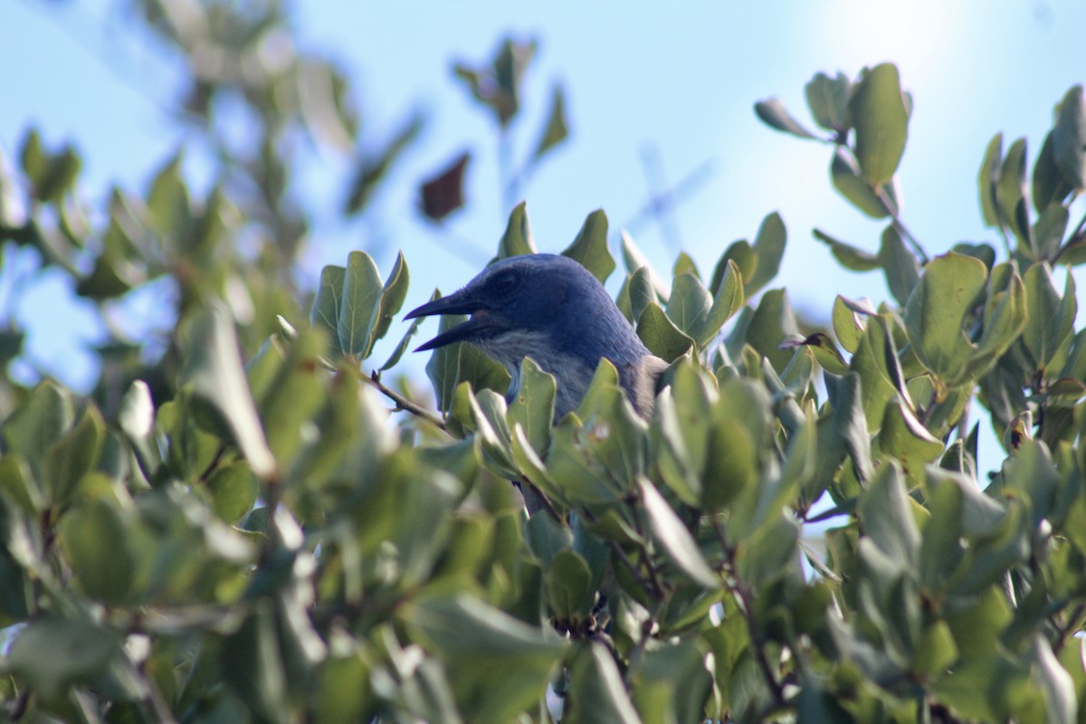 Florida Scrub-Jay - Carl Shavers