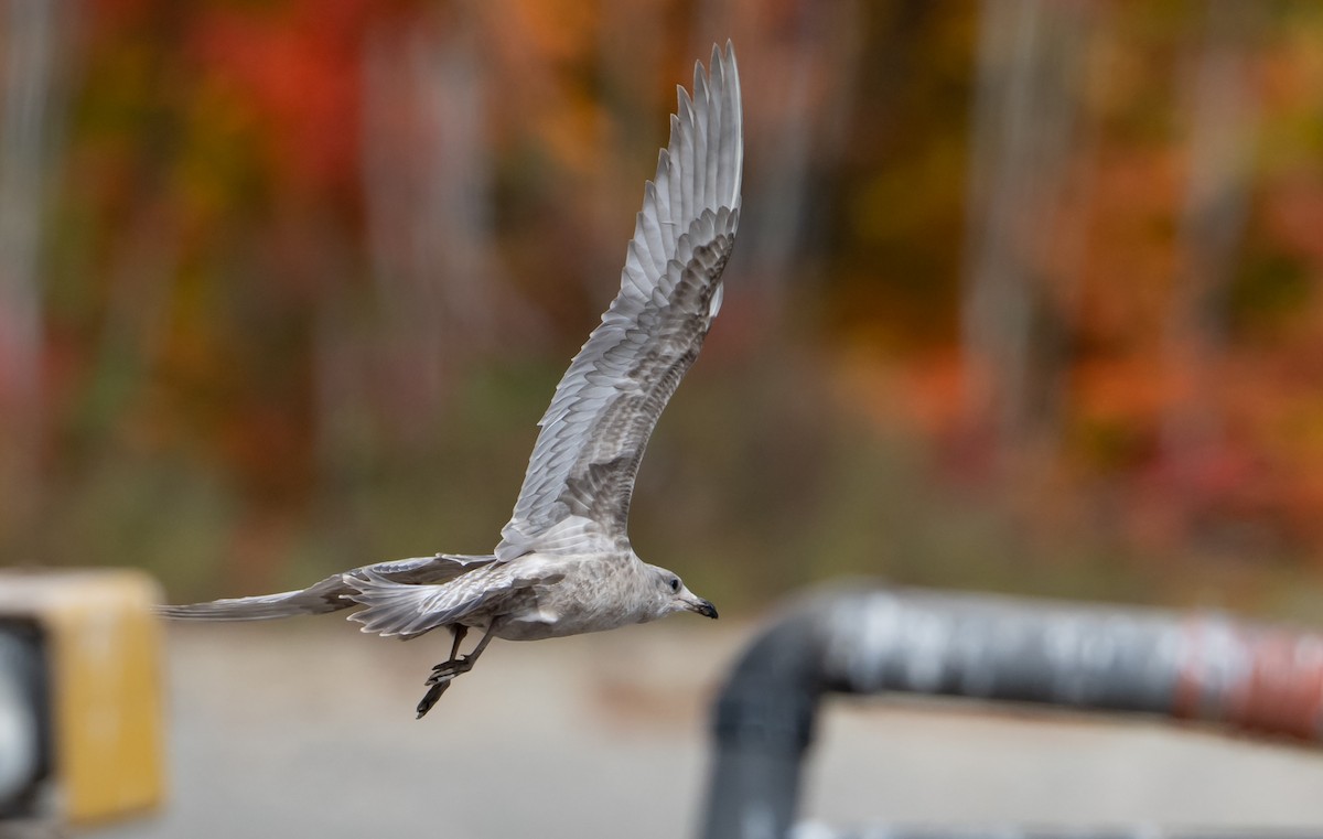 American Herring x Glaucous-winged Gull (hybrid) - ML492343911