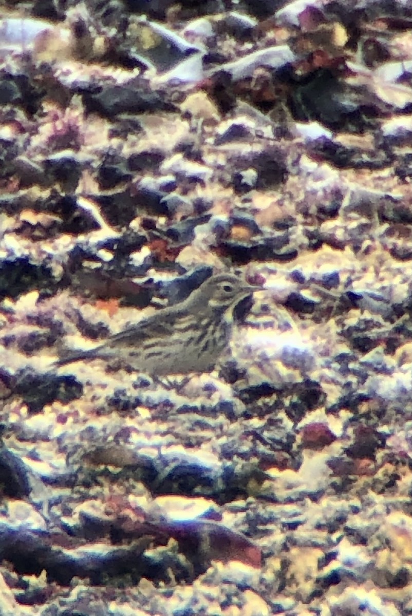 American Pipit - ML492343941