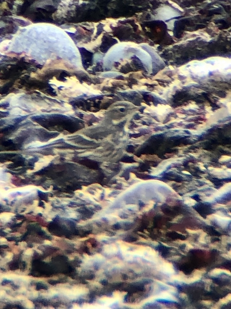 American Pipit - ML492343951