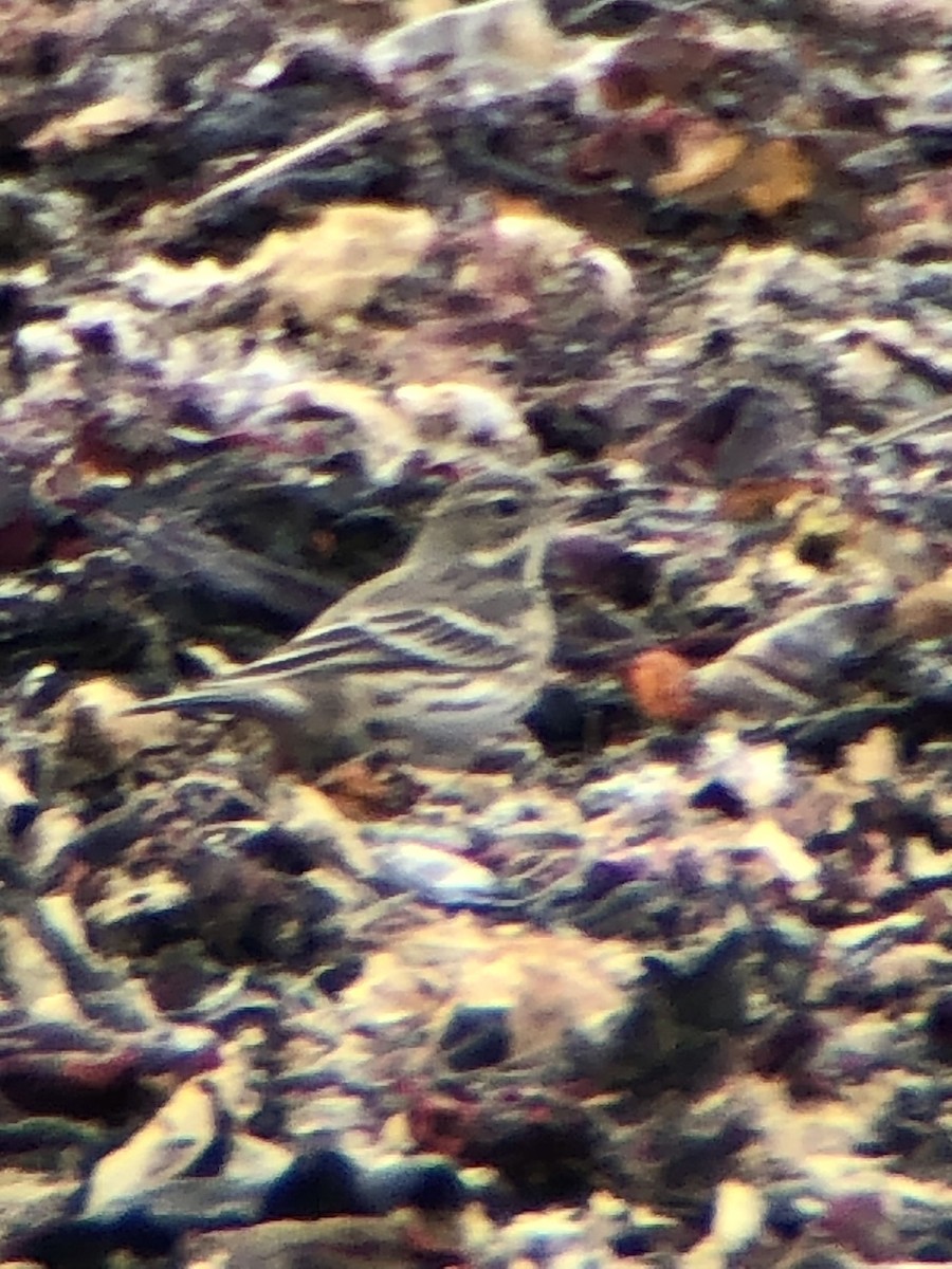 American Pipit - ML492343971