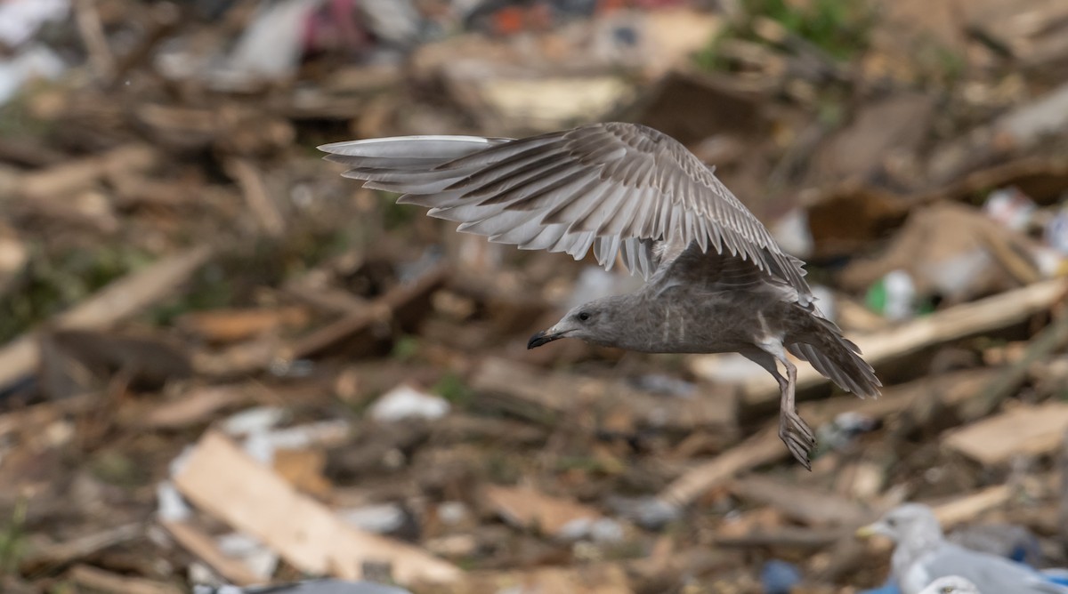 American Herring x Glaucous-winged Gull (hybrid) - ML492344121