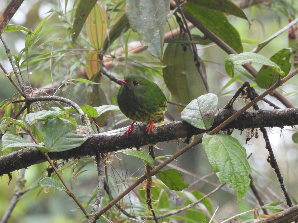 Green-and-black Fruiteater - ML492344431