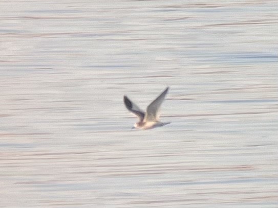 Sabine's Gull - ML492345491