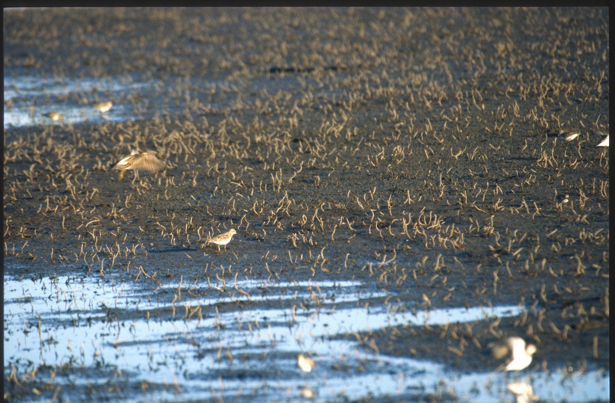 Little Stint - ML49234891