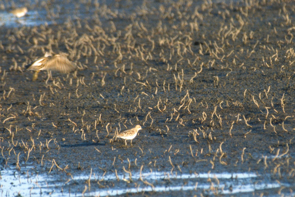 Little Stint - ML49234901