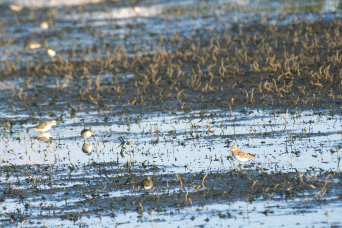 Little Stint - ML49234931