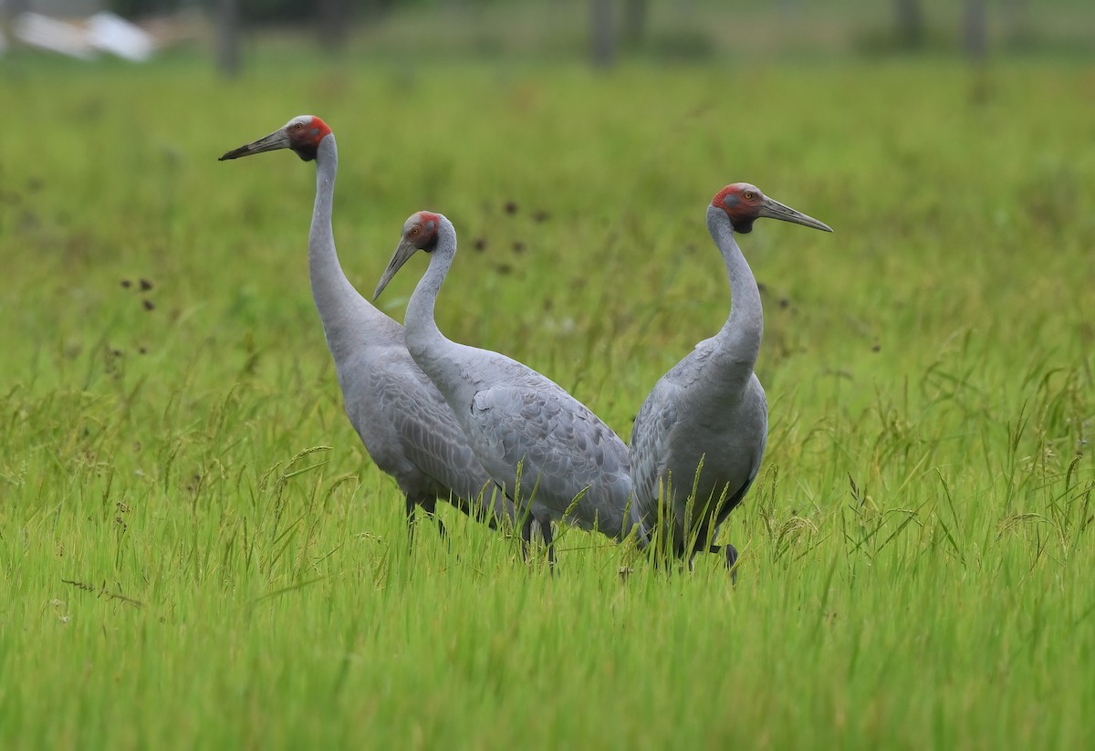 Brolga - ML492349391