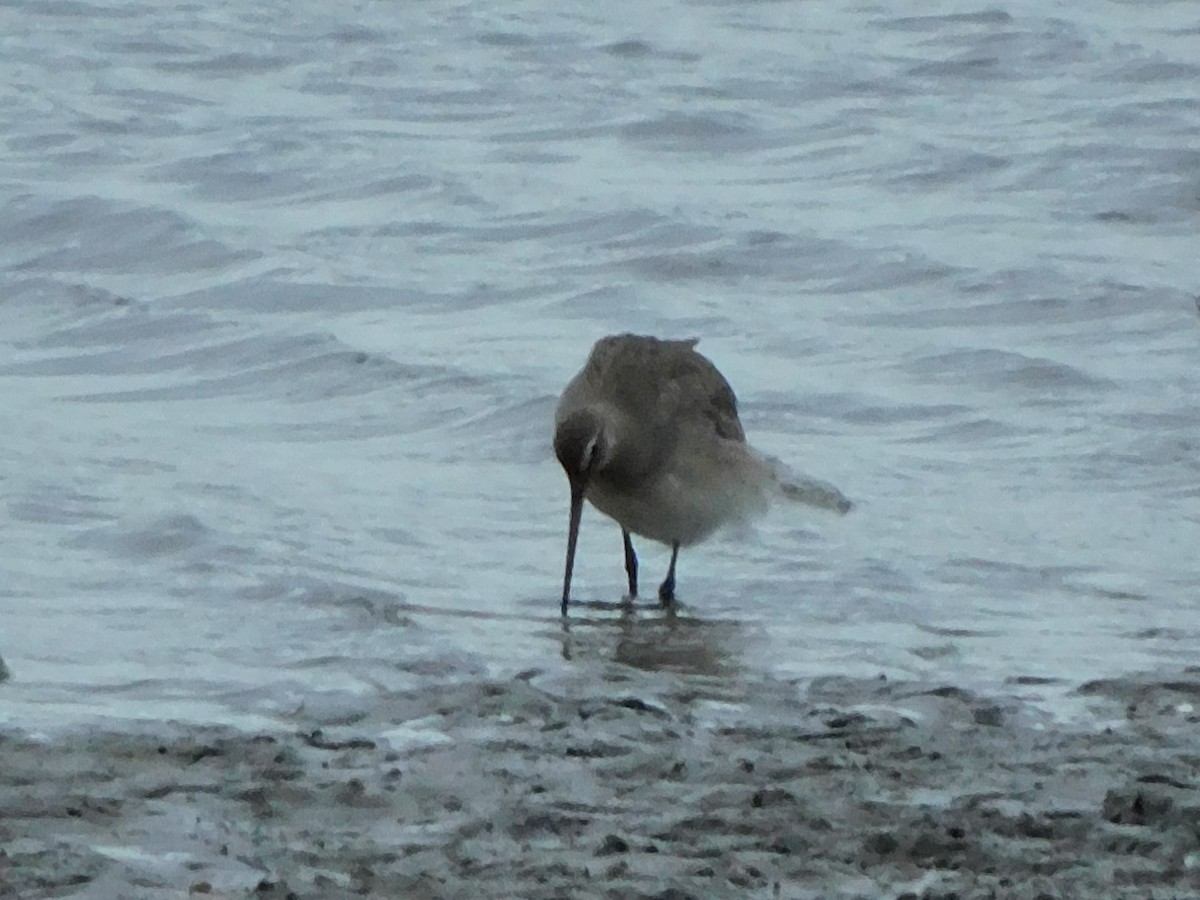 Hudsonian Godwit - ML492349741