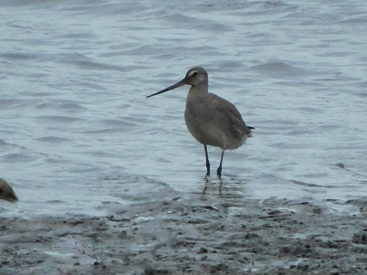 Hudsonian Godwit - ML492349751