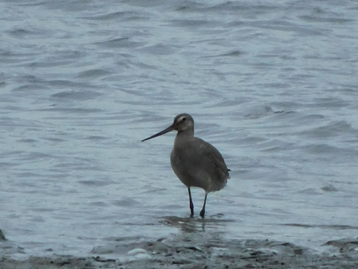 Hudsonian Godwit - ML492349781