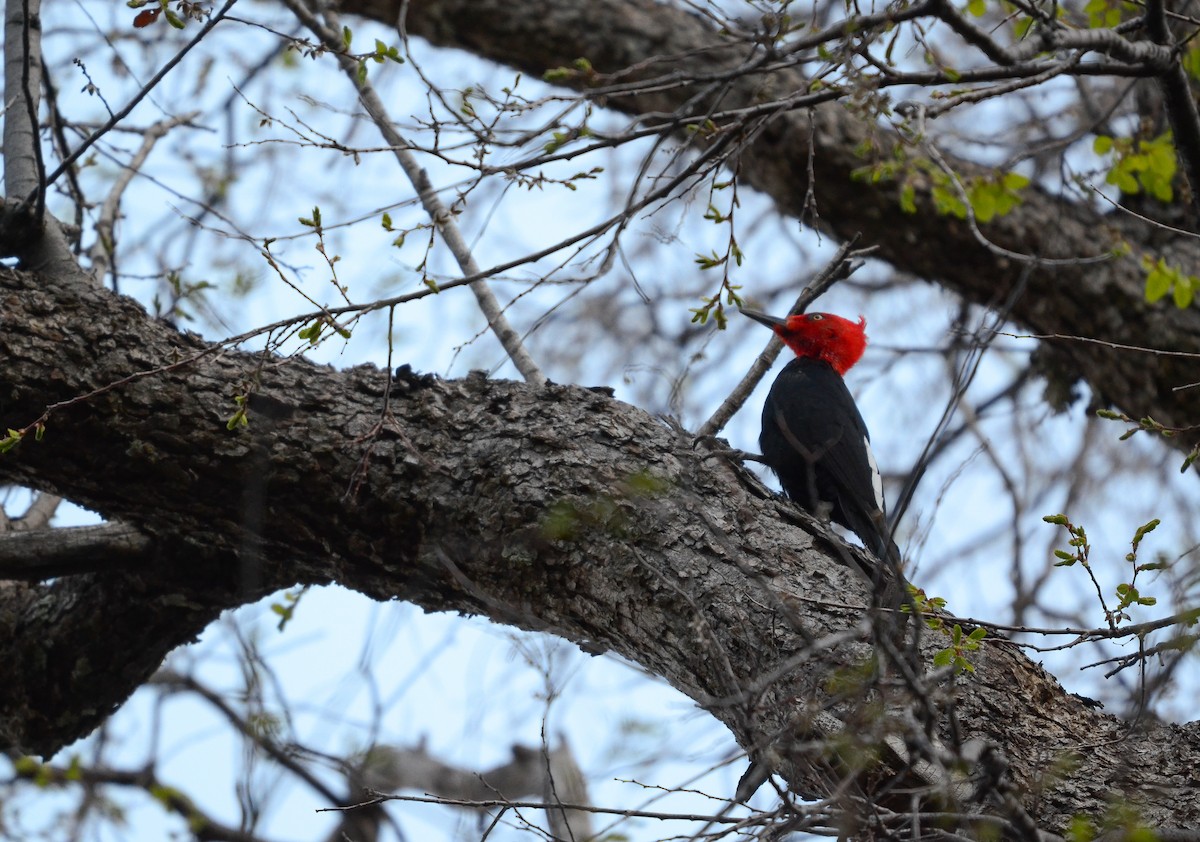 datel magellanský - ML492350181